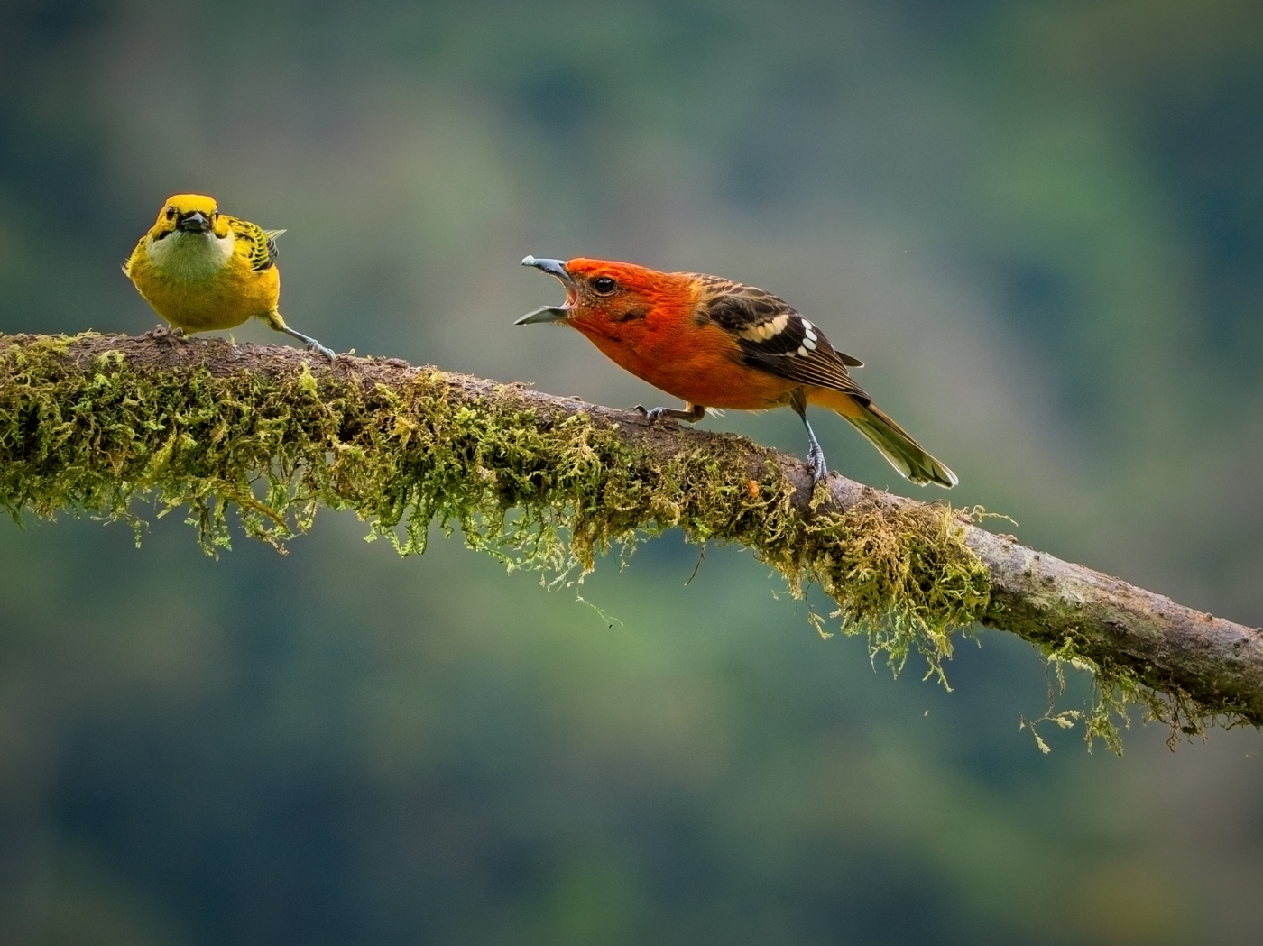 November 2026 Competition Results: Competition #2